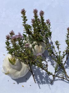 Glorious Garlic – Small but Mighty & the Magic of Garlic