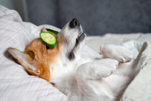 The Future of Wellness