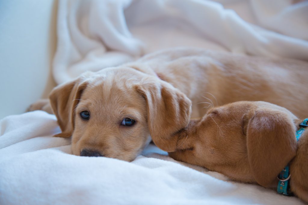 Two young brown puppies resting together on a soft white blanket